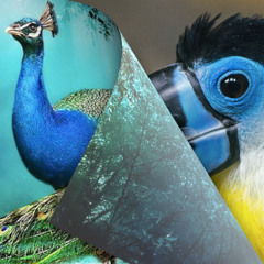 Two Birds