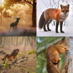 The Woodland Animal Suite