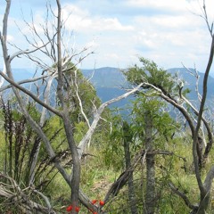 Evie's Riverside Piper (1)