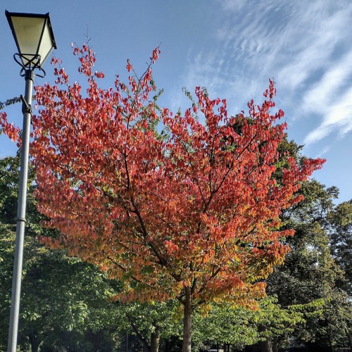 AutumnMix