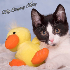 my singing kitty
