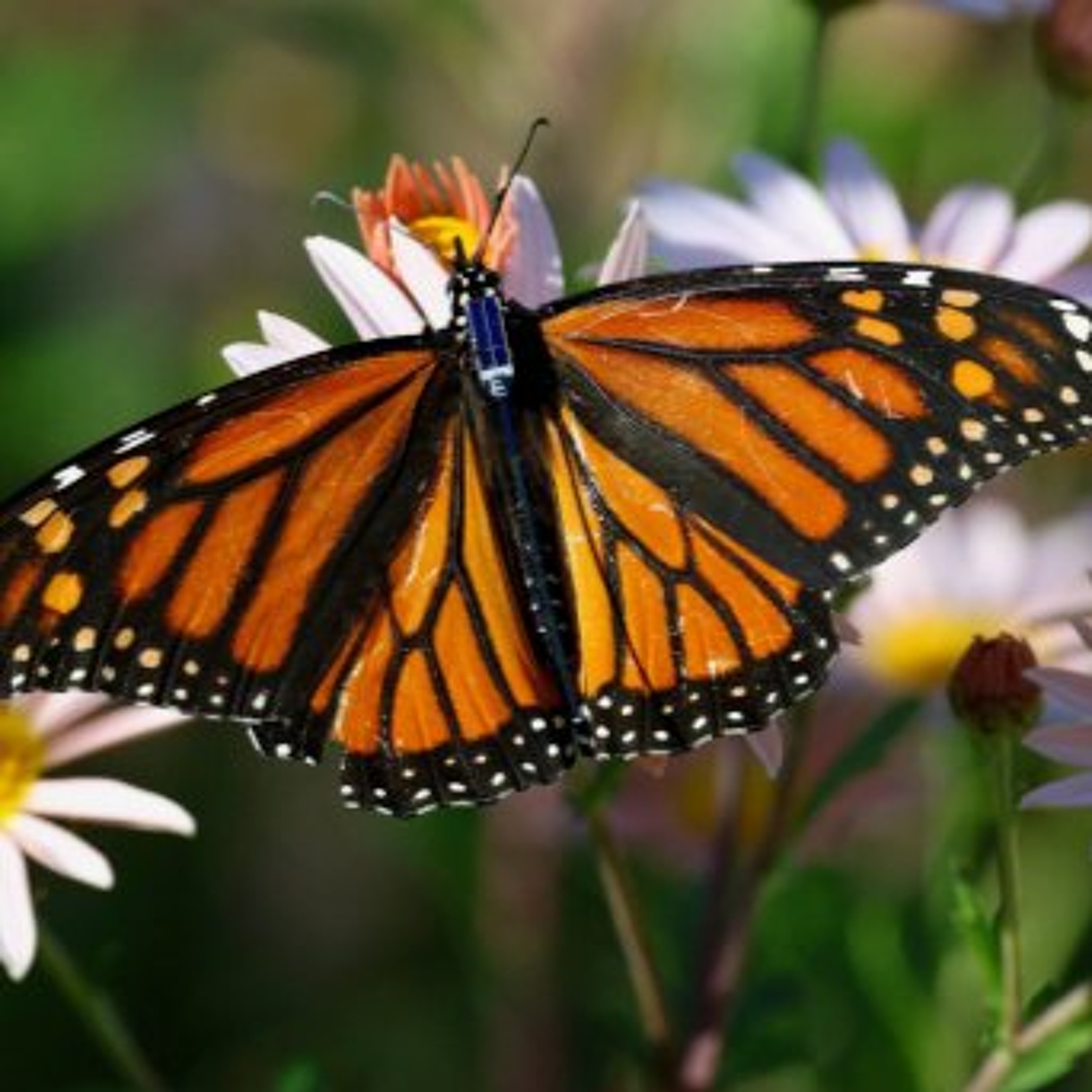 A Cemetery Buzzing with Bees, Bluetooth Butterfly Tracking, How Flowers Made Our World, and more. episode artwork
