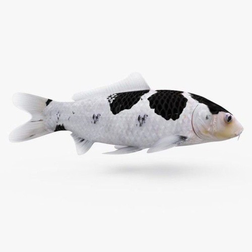 OH - KOI