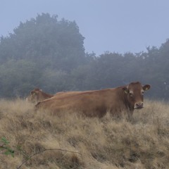 Park Mist