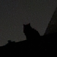 ghostcat
