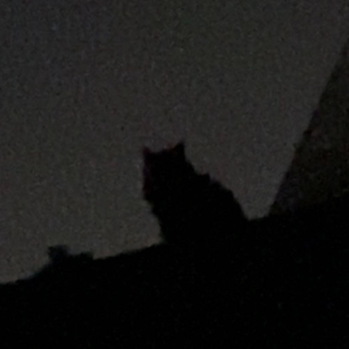 ghostcat