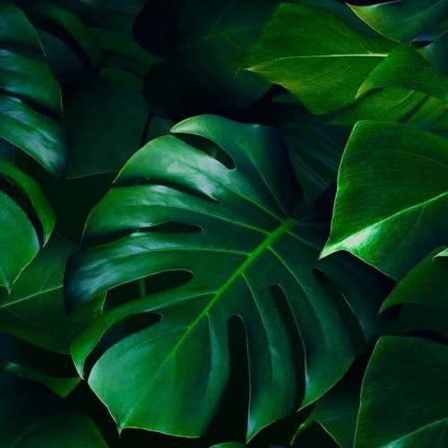 GR33N