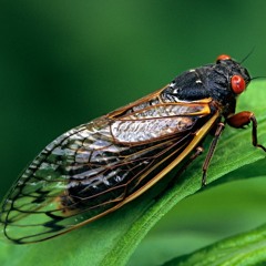 Cicadian Rythm