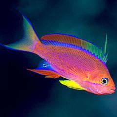 sunset anthias  (disquiet0524)