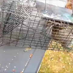 AAAC Wildlife Removal of Phoenix - Trapping Squirrels Phoenix