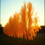 Artwork for Sunday Solace