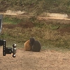 varmint (gage oakes)