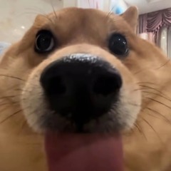 Gõ full thái hoàng