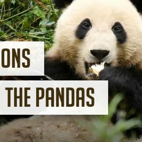 PANDAS - EPISODE 1 - TEASER