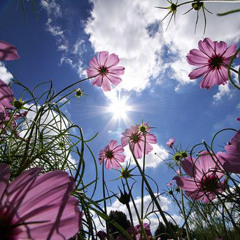 Subsonic Shadows - Laugh Till I Cry   ""Creative Commons""