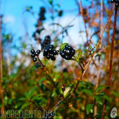 Ingredients 004: Seanote Sample Pack (Demo Track)