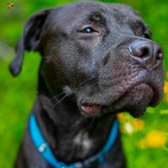 Never Knew The Devil