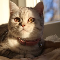 Mrs Nila 🐈