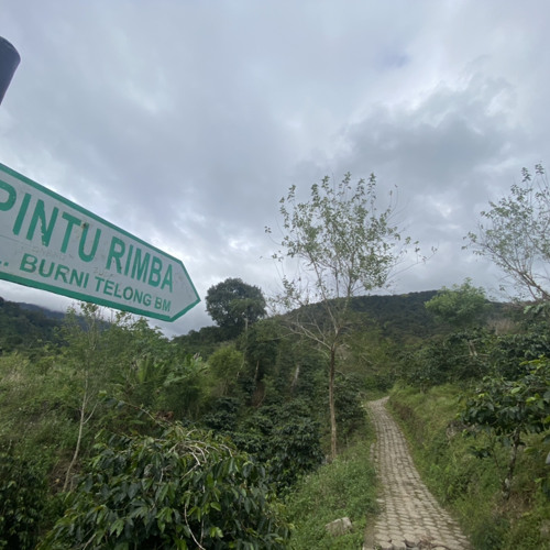 Maulana Ardiansyah  Terlalu Sadis Live Ska Reggae.mp3