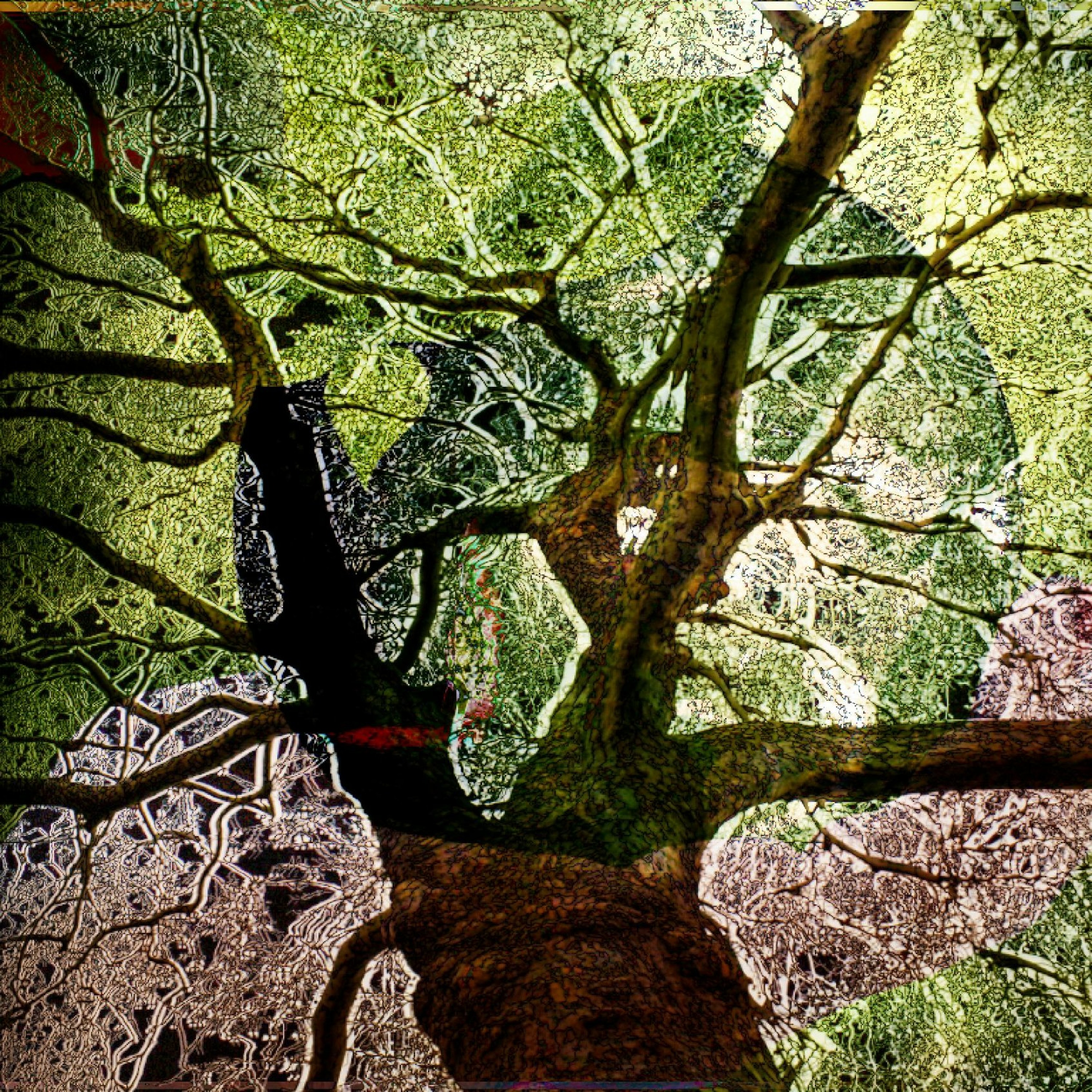 Soil Jive episode artwork