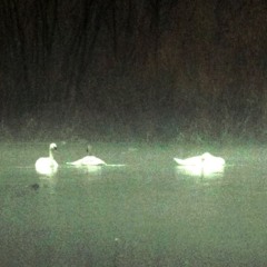 swans w/ crayon