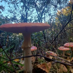 Hur kan jag hjälpa dig.mp3