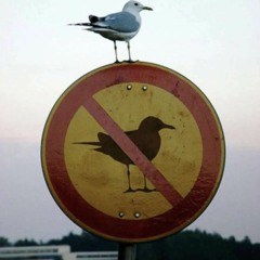 장난감공장에 침입한 갈매기