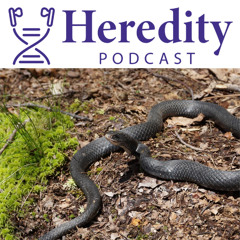 Where, what and how? Phylogeography of American snakes