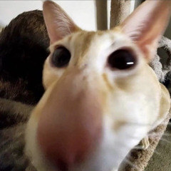 1-900 - Speed gang (sped up edit audio)