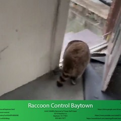 Raccoon Control Baytown - AAAC Wildlife Removal of Texas Gulf Coast