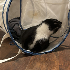 If I Had No Place To Fall.m4a