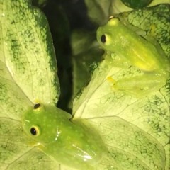 Homesick Ft Lil Soda Boi