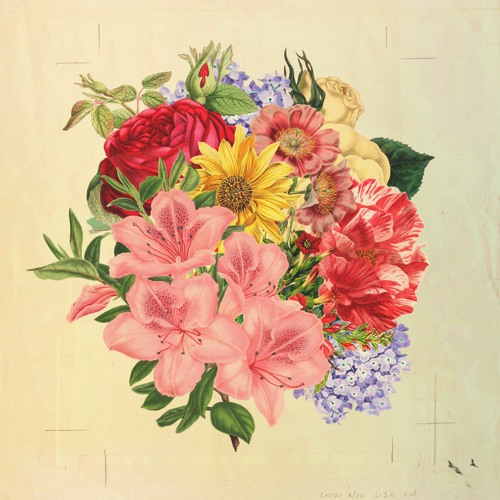 makina - lupines