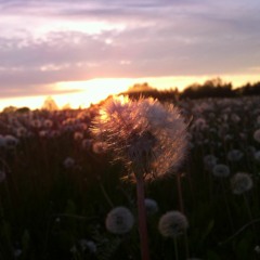 Ｌａｓｔ Ｇｏｏｄｂｙｅ