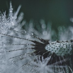 Dandelion Field