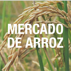Com obstáculos às exportações, mercado de arroz não reage