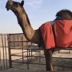 مزاين الخيمه