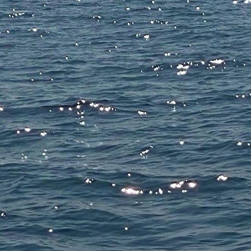 wave