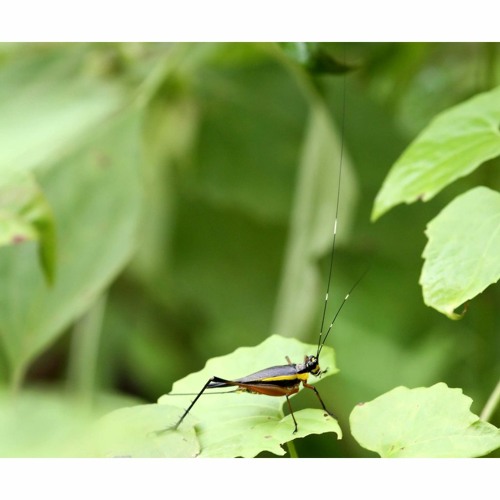 HK_Calm-&-Steady_tracks_335