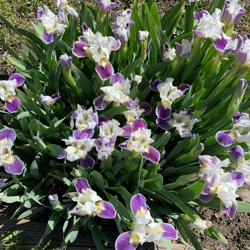 Stream Step Back in Time at the Heritage Plant Sale at Hanley Farm by