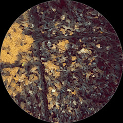 PREMIERE: Caesar - Agora [EP005]