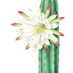 Claridad (Hare-Hai)