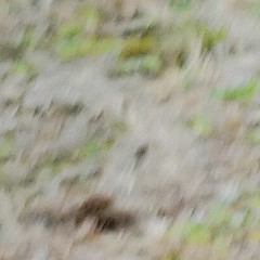 桜の森