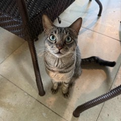 Lorraine / The Excellents