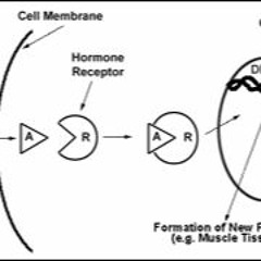 АНАБОЛИЧЕСКИ - АНДРОГЕННЫЕ СТЕРОИДЫ Механизм Действия И Влияние На Результаты.