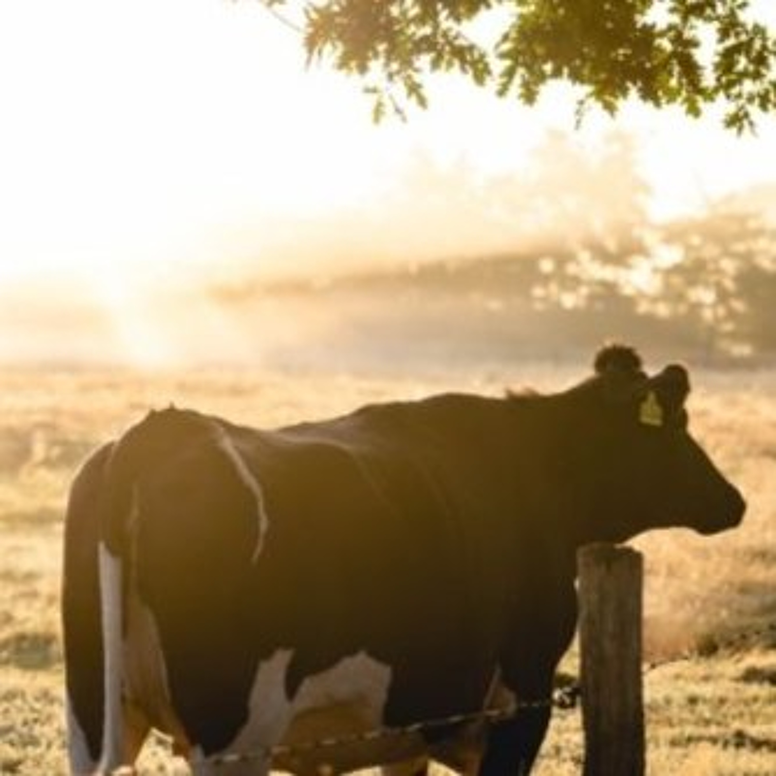 New Study Highlights Unseen Mental Health Pressures Of Farm Families