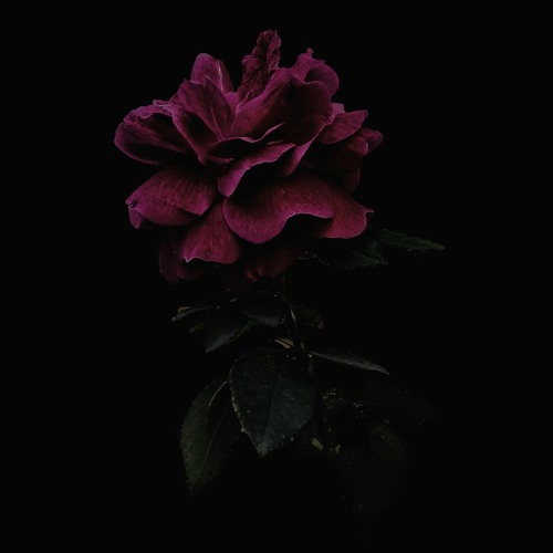 Dark Rose