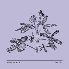 Herbarium No 6 - Ina Kacz - Mimosa Pudica