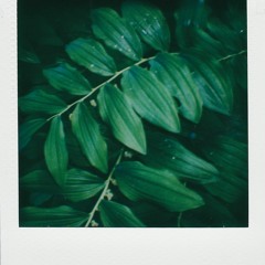 Leaf Beat - 9:29:21, 7.26 PM