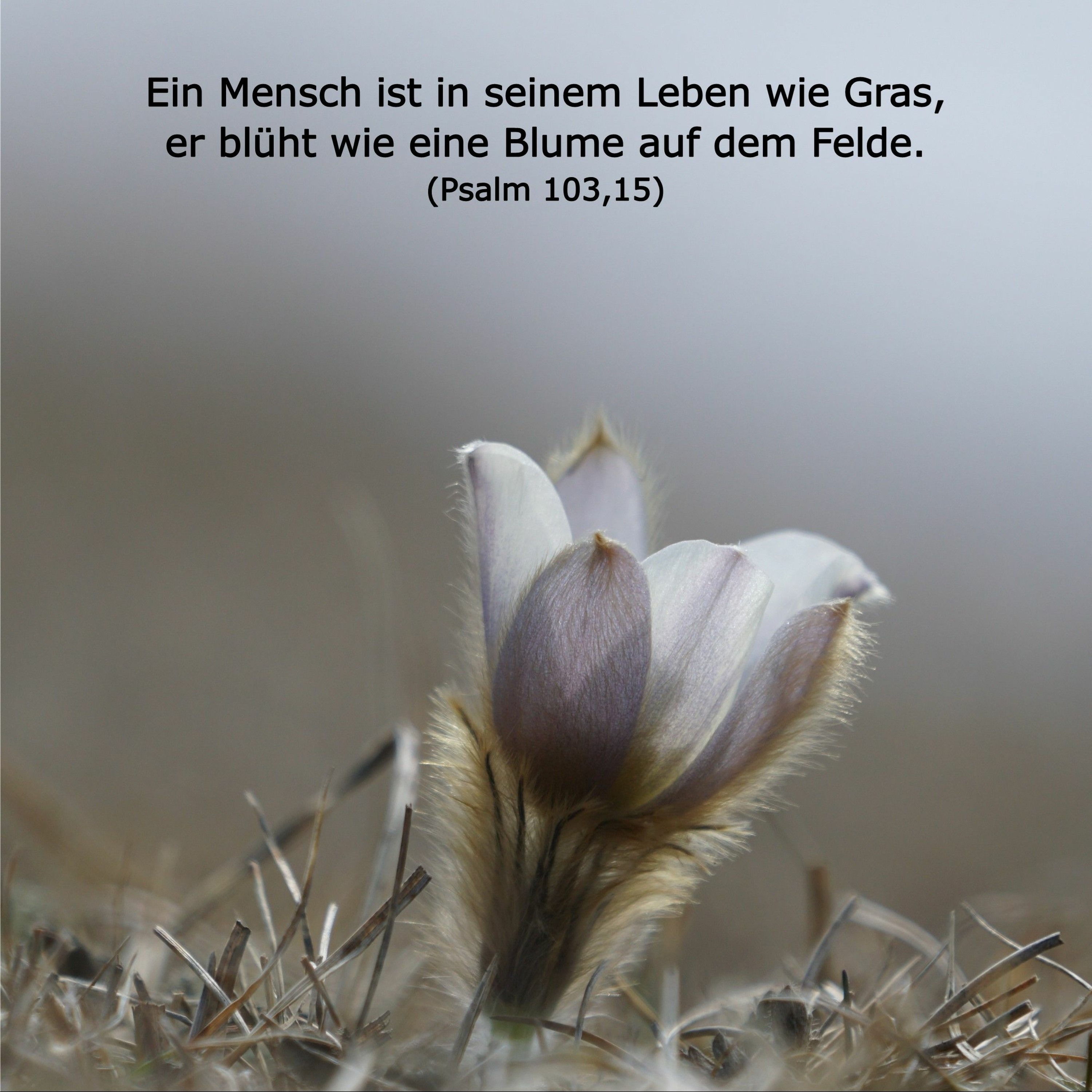 In einem Jahr durch die Bibel
